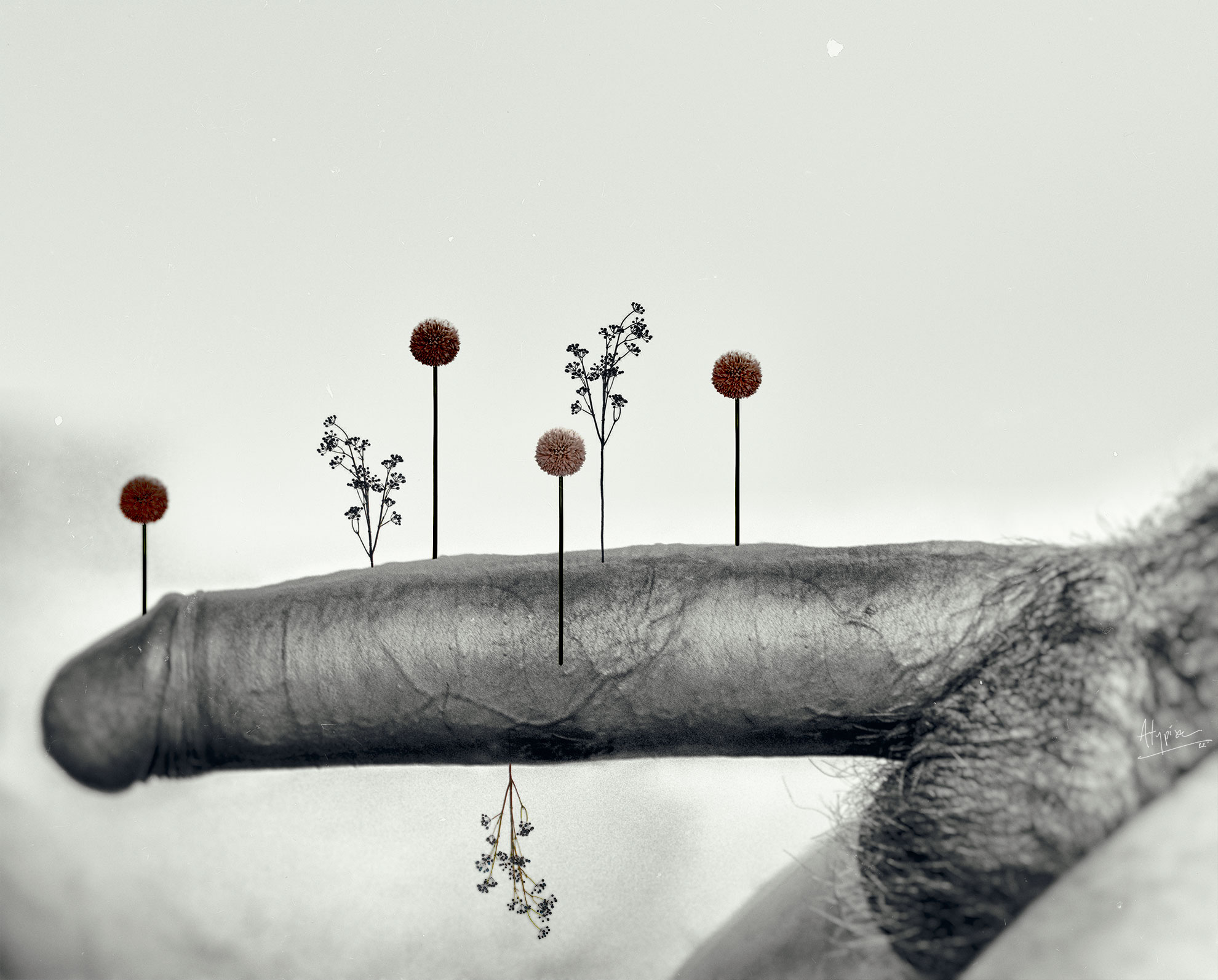 le sexe masculin, ce rituel ancien …