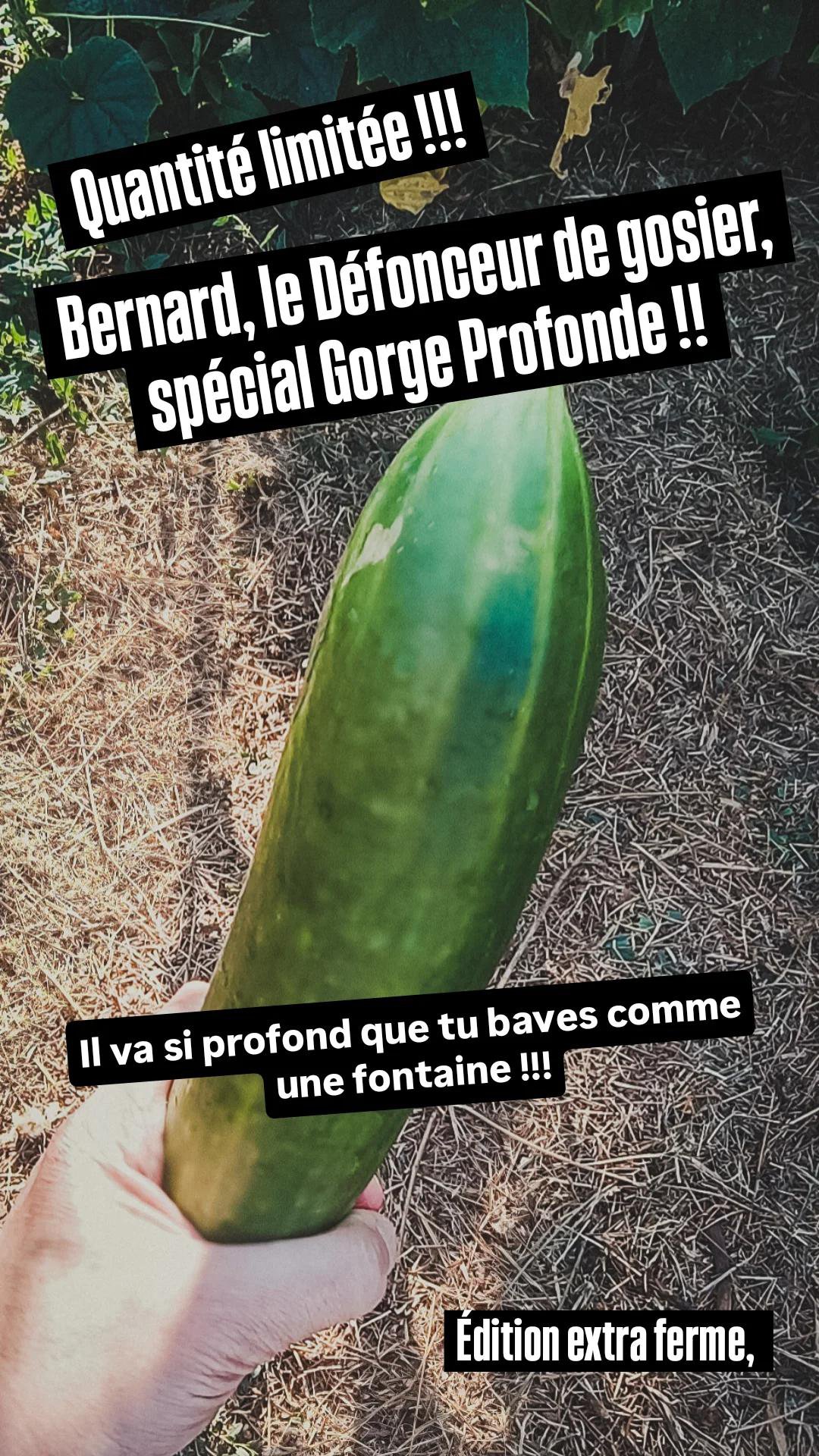 Bernard et Gaston : les deux concombres qui font trembler (et baver) la gent féminine